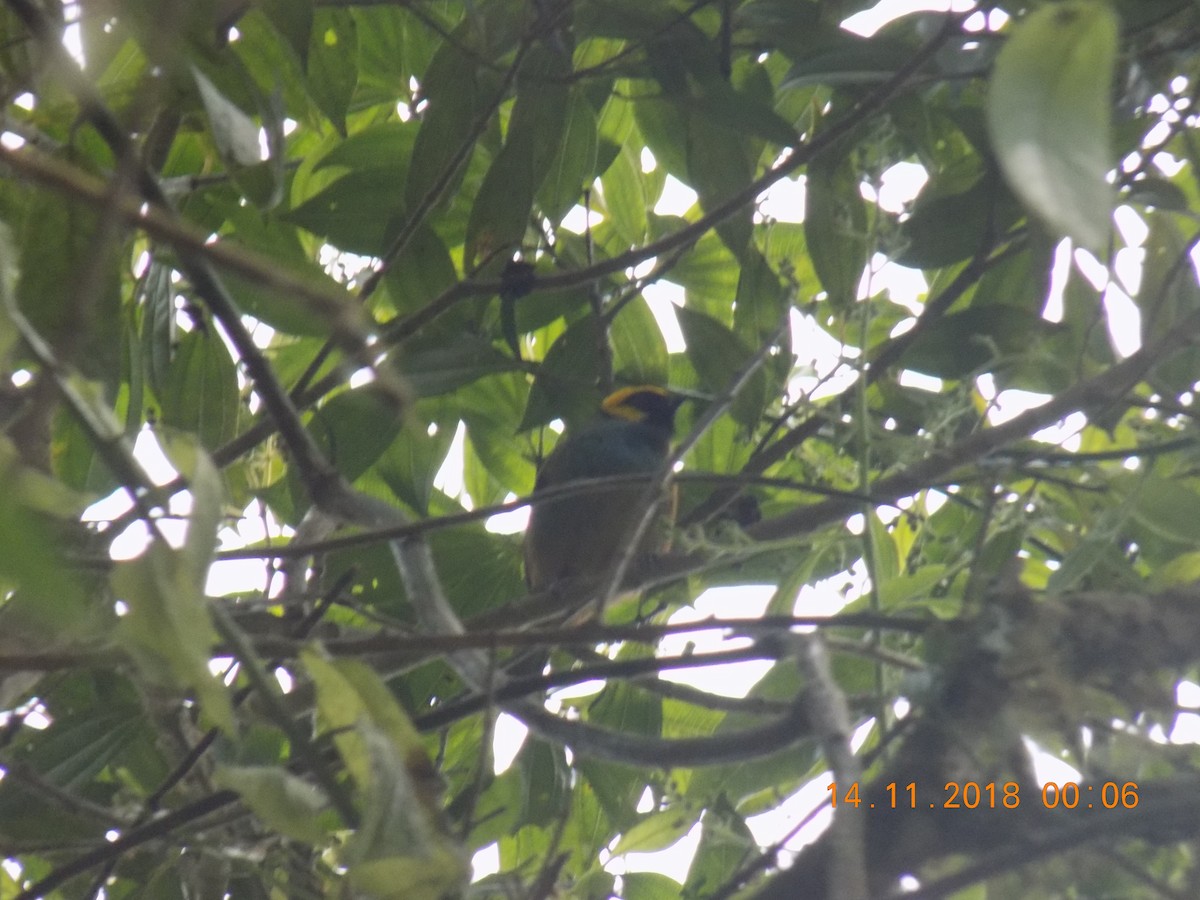 Saffron-crowned Tanager - ML130840961