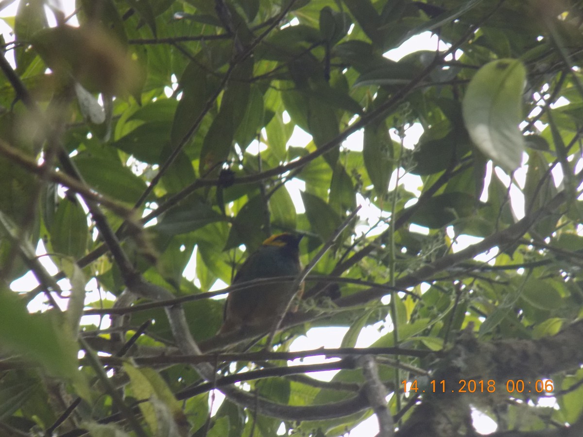 Saffron-crowned Tanager - ML130840981