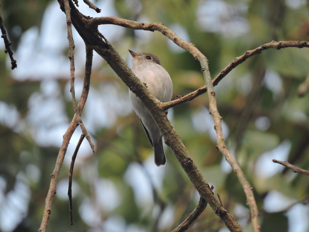 Asian Brown Flycatcher - ML130841431