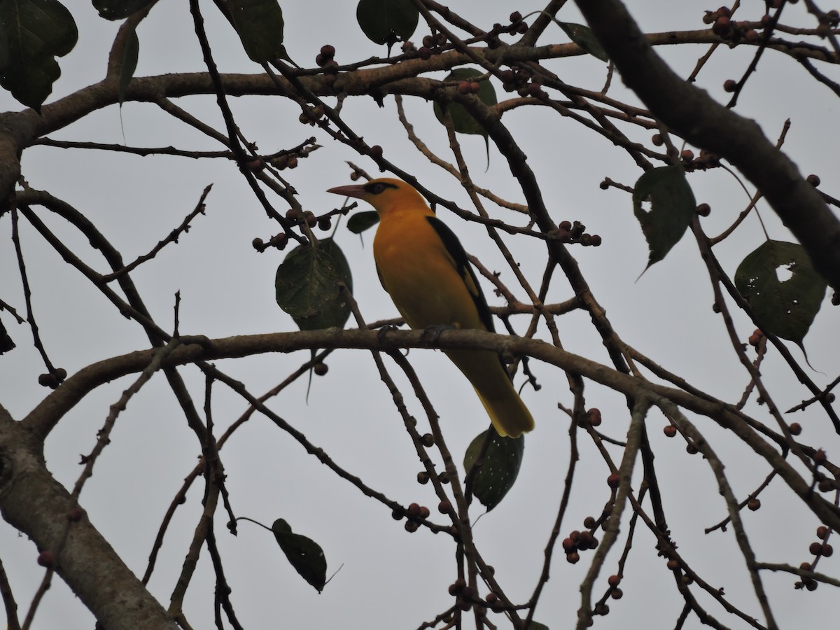 Indian Golden Oriole - ML130841531