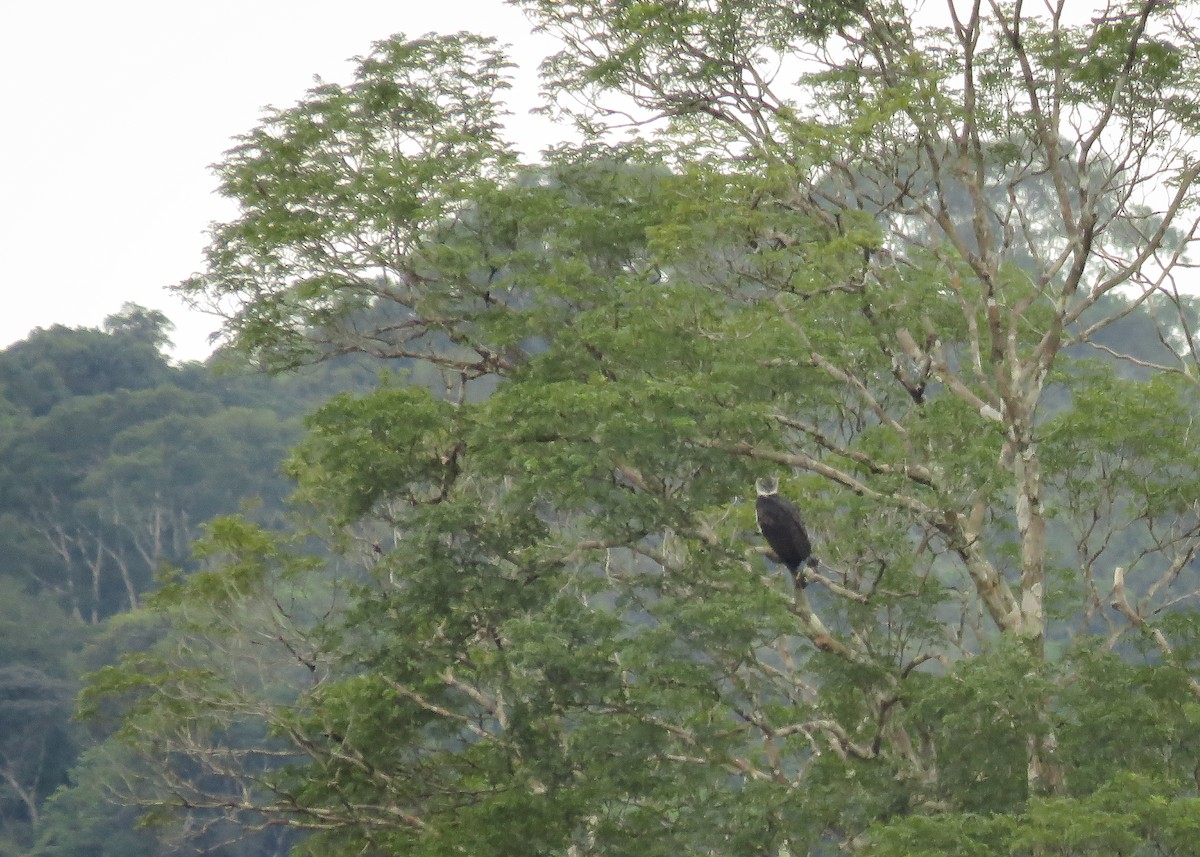 Harpy Eagle - ML130842001