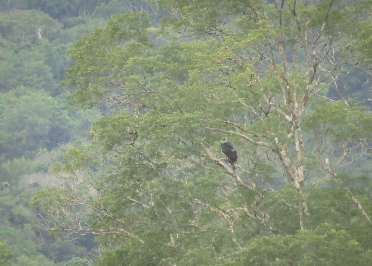 Harpy Eagle - ML130842021