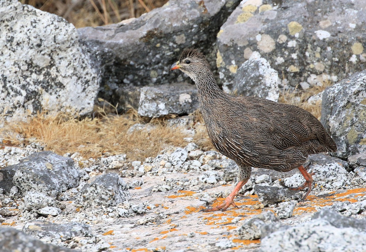 Cape Spurfowl - ML130842041