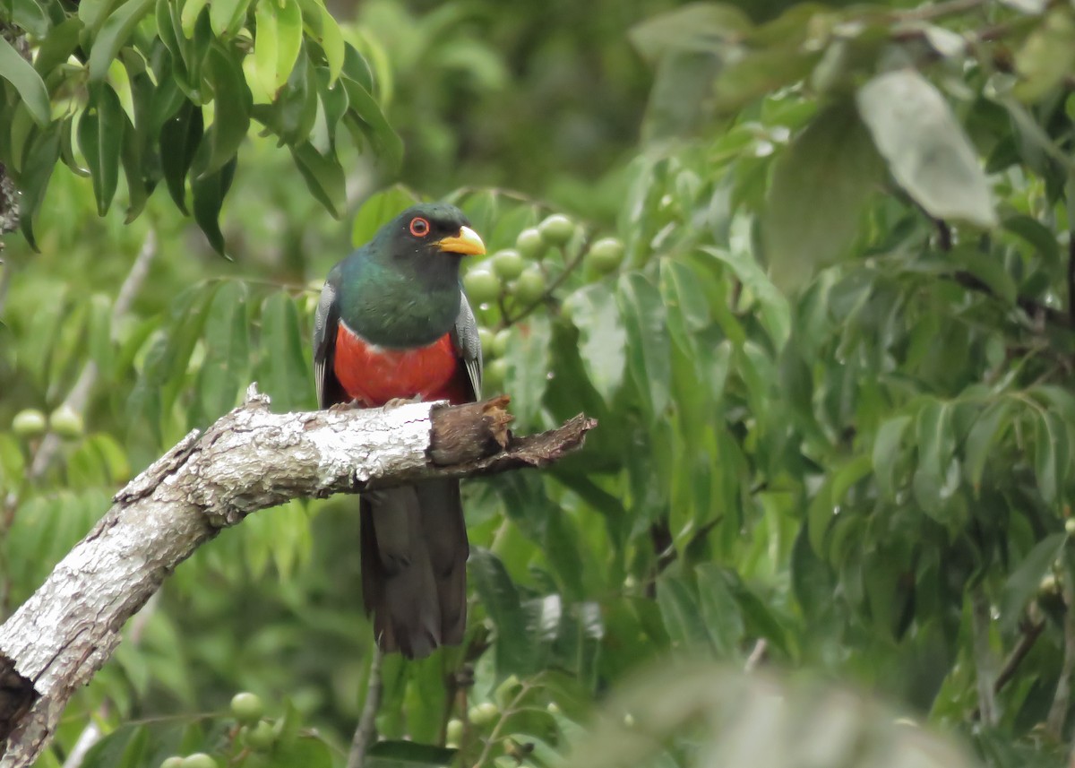 Black-tailed Trogon - ML130842071