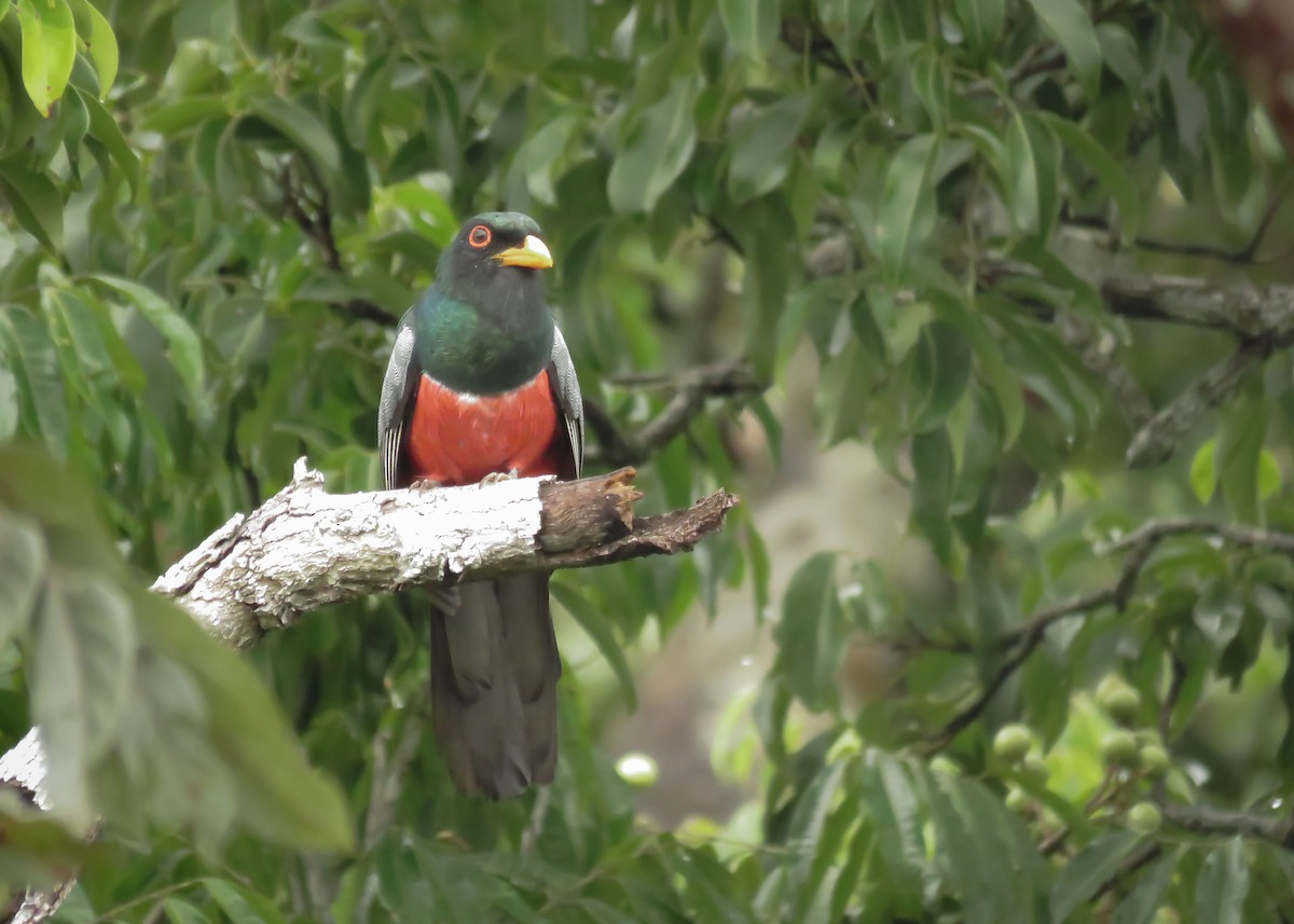 Schwarzschwanztrogon - ML130842111