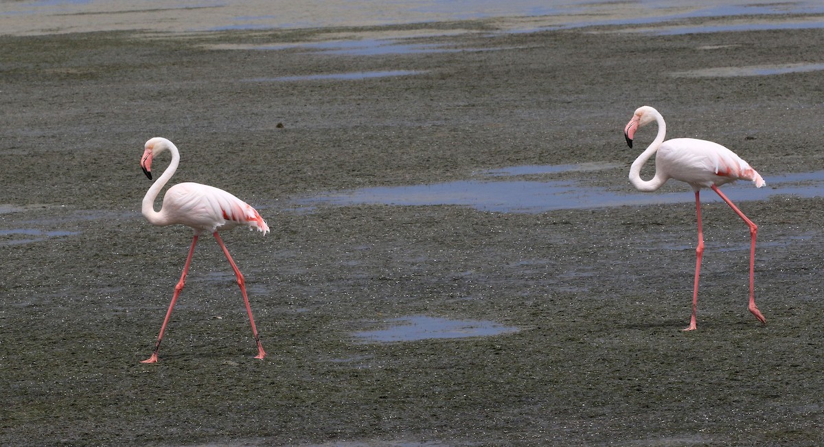 Greater Flamingo - Patrick MONNEY