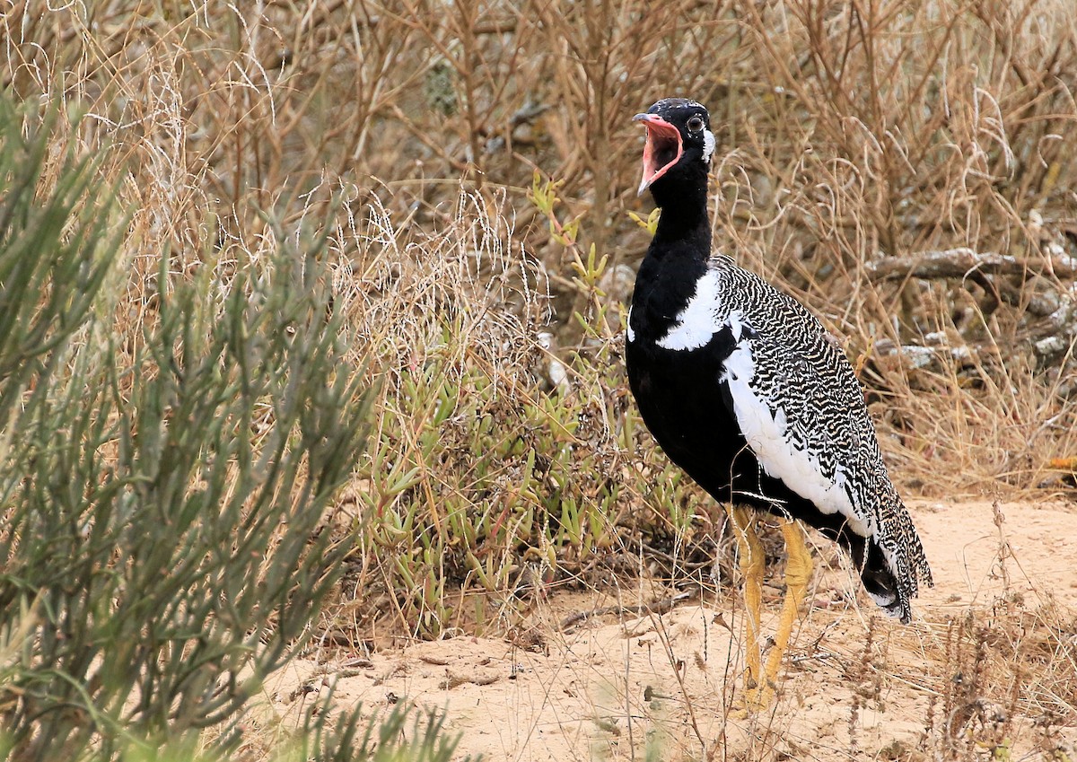 Black Bustard - ML130842151