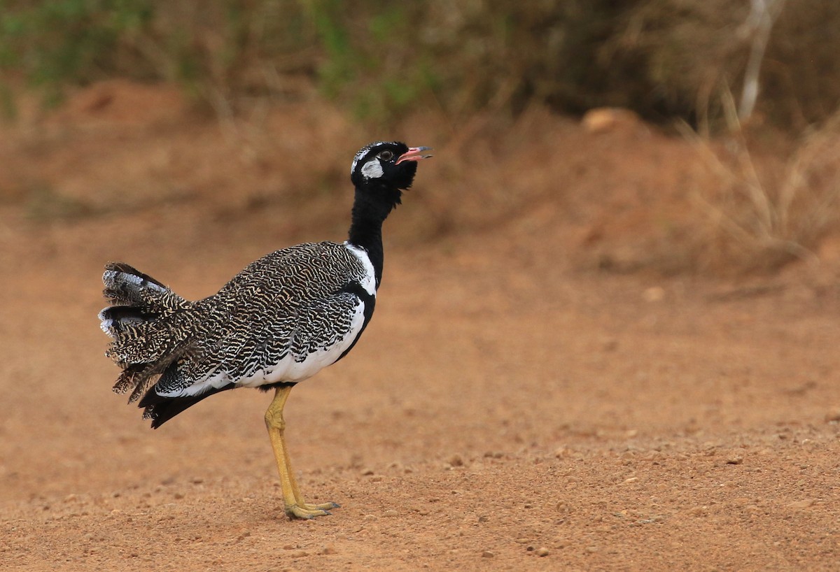 Black Bustard - ML130842171