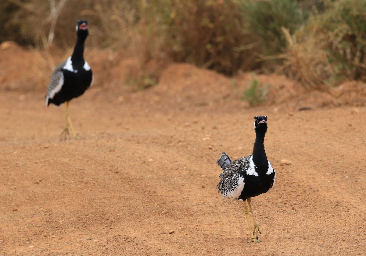 Black Bustard - ML130842181