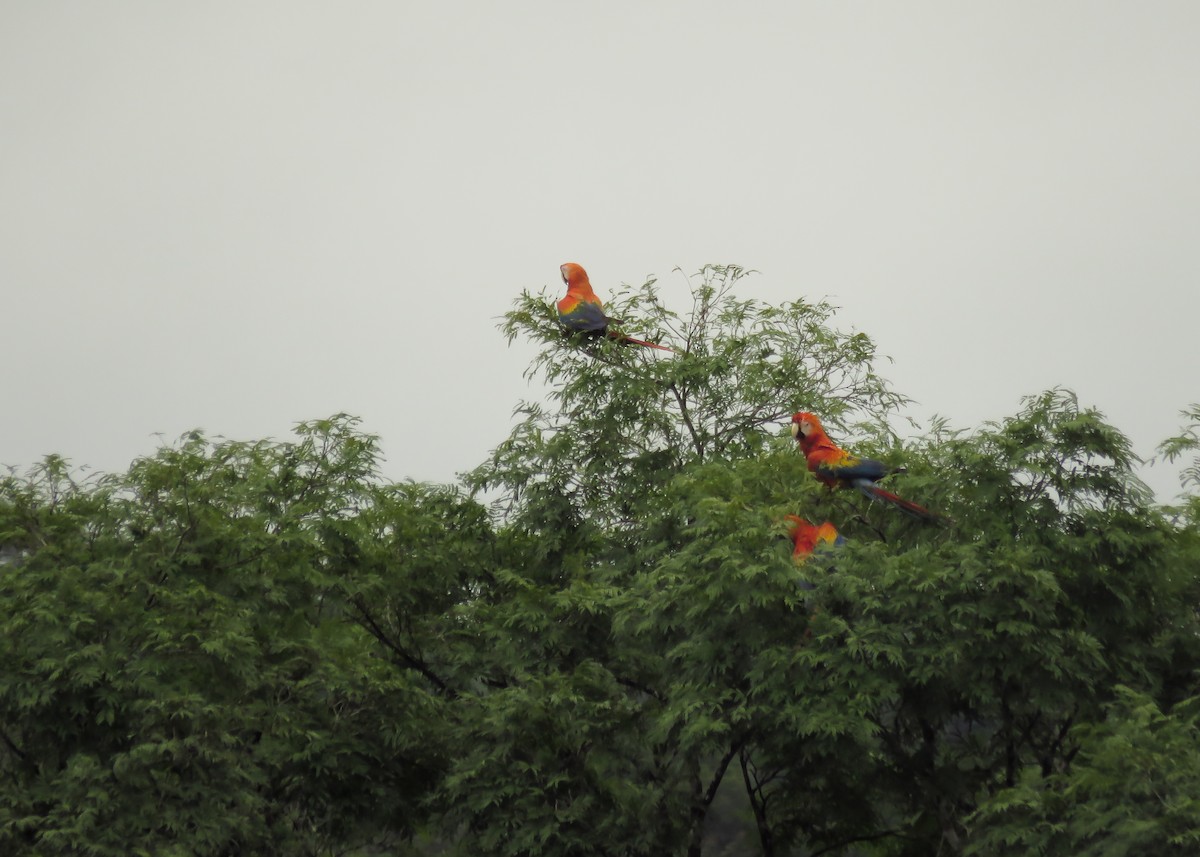 Scarlet Macaw - ML130842231