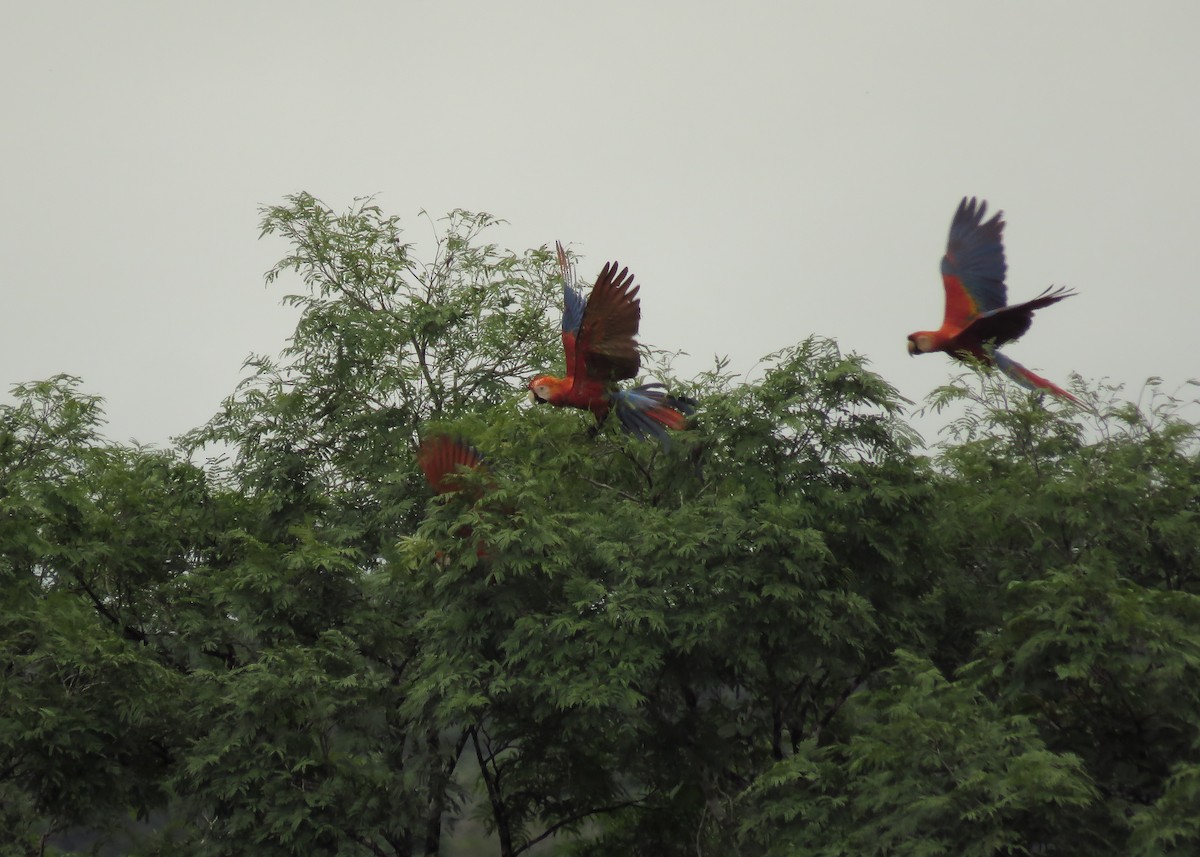 Scarlet Macaw - ML130842241