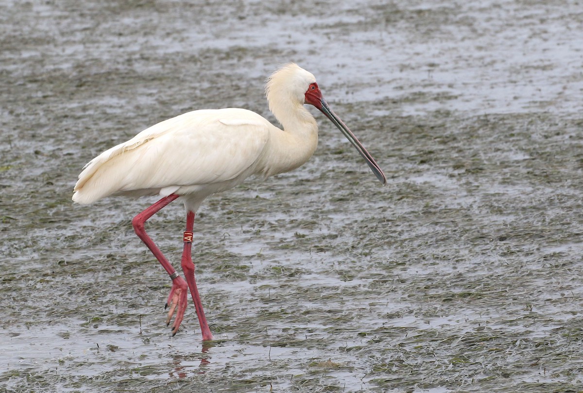 African Spoonbill - ML130842271