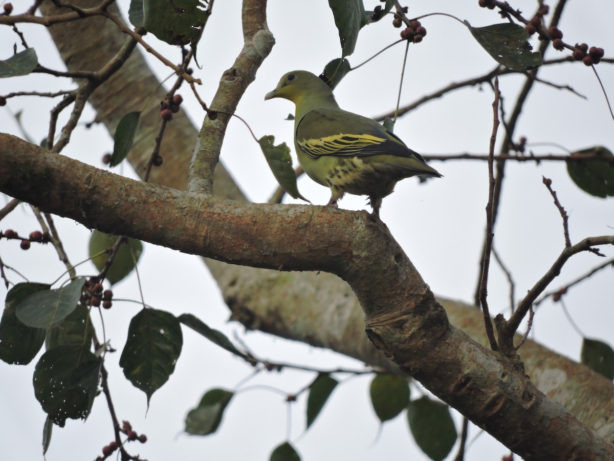 Gray-fronted Green-Pigeon - ML130842281