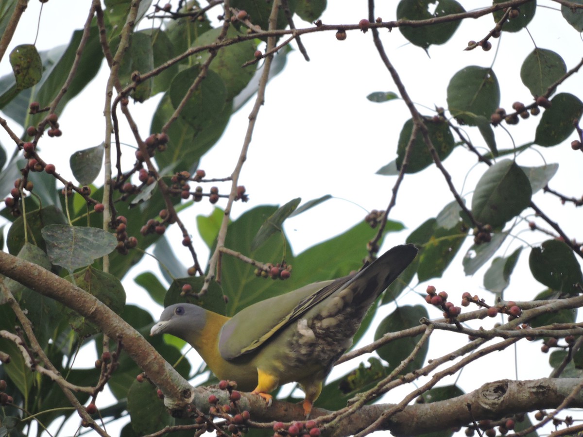 Yellow-footed Green-Pigeon - ML130842331