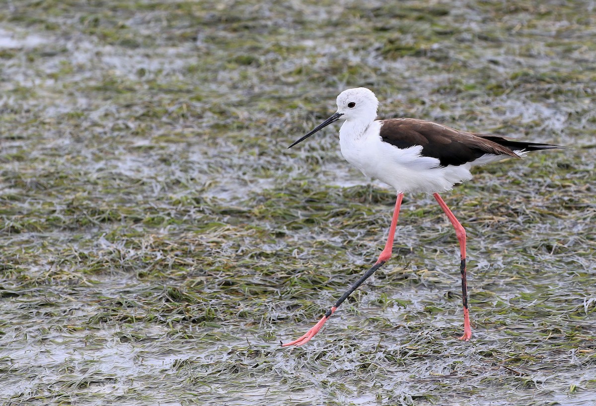 Black-winged Stilt - ML130842341