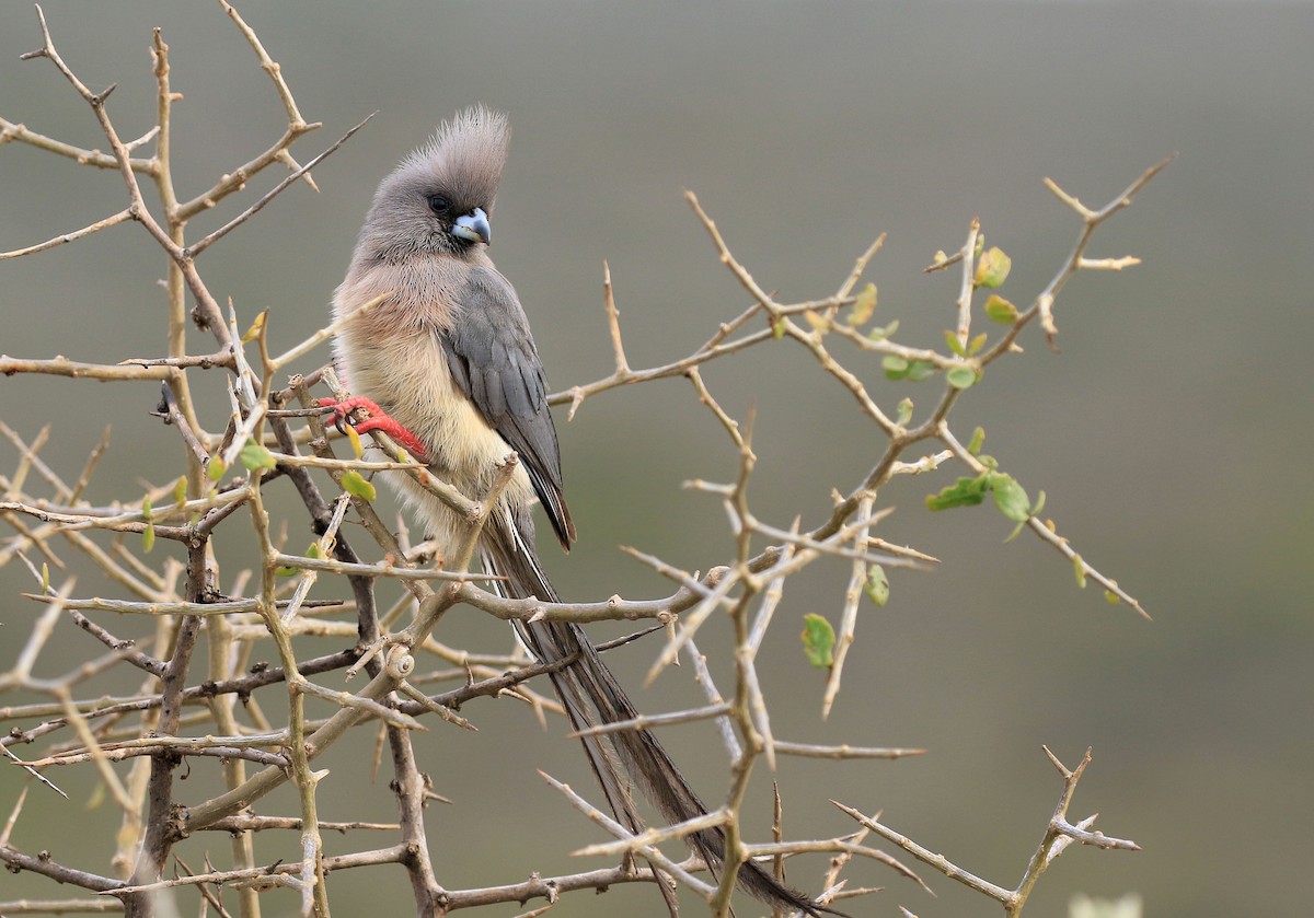 White-backed Mousebird - ML130842461