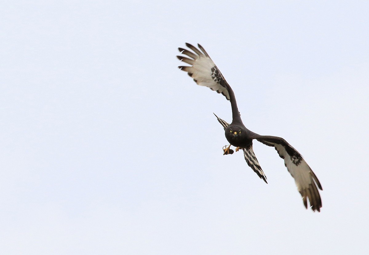 Black Harrier - ML130843171