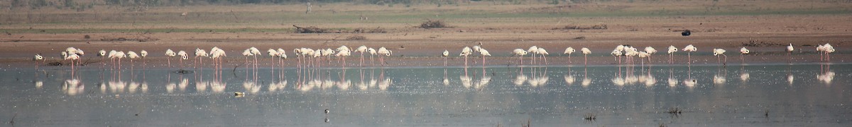 Flamingo - ML130843571