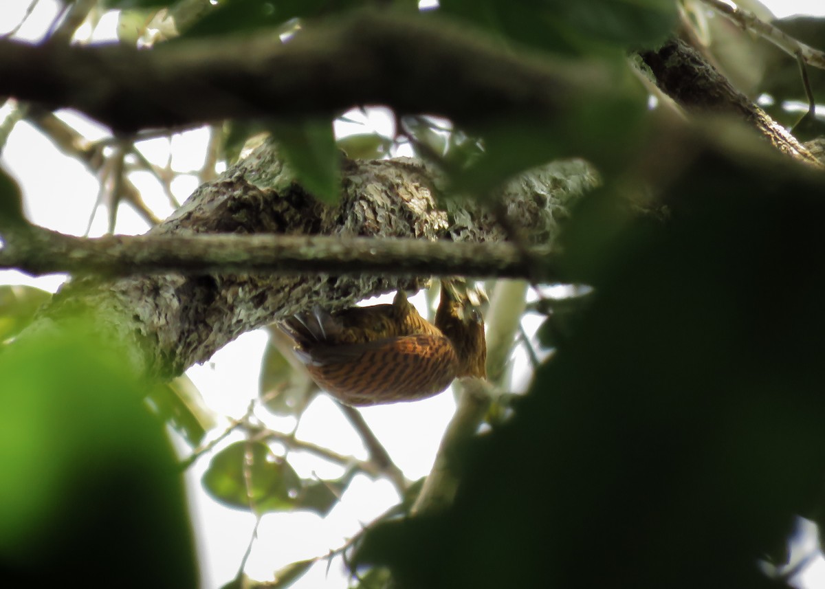 Waved Woodpecker (Waved) - ML130845131