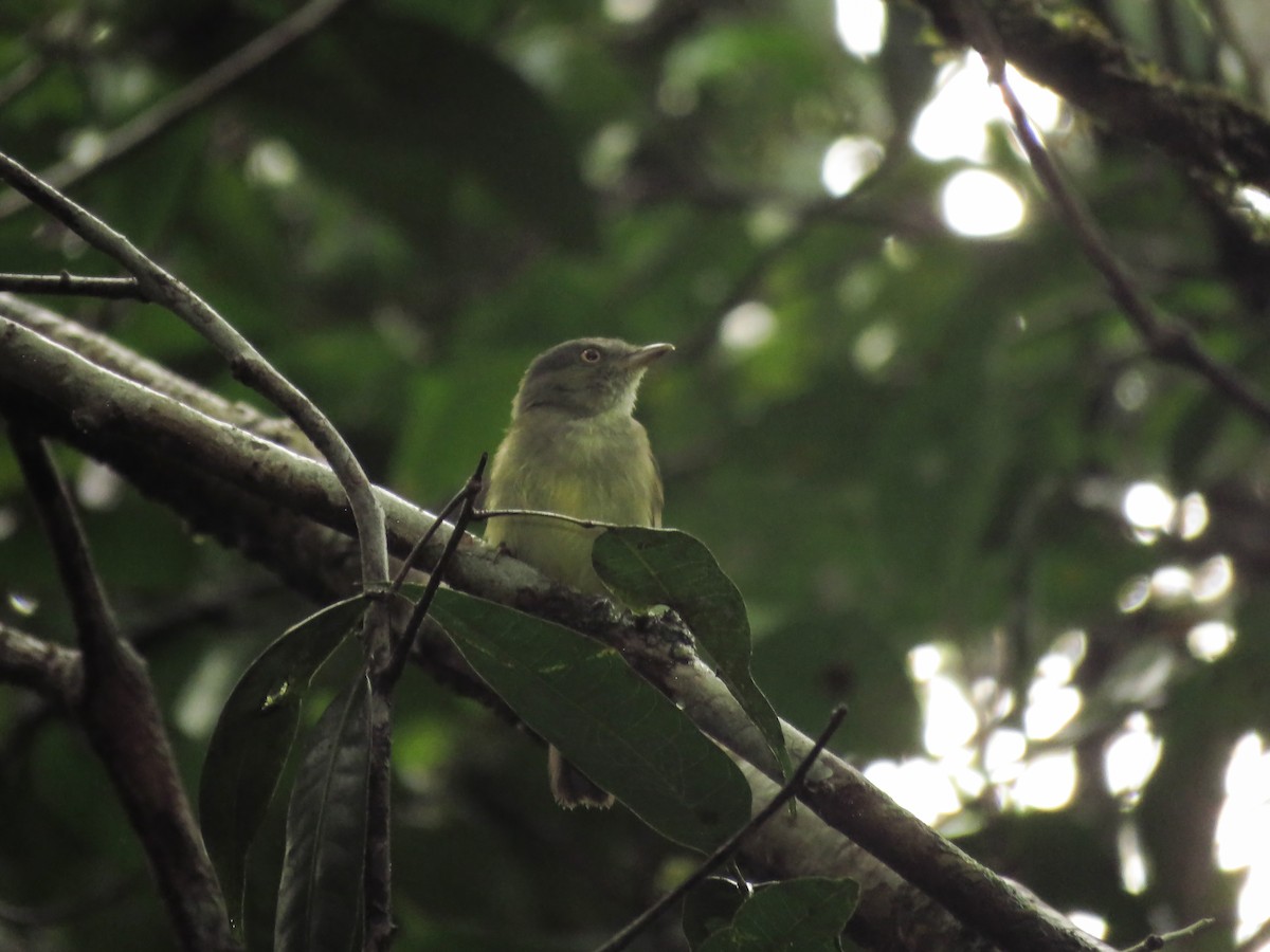 Saffron-crested Tyrant-Manakin - ML130845381