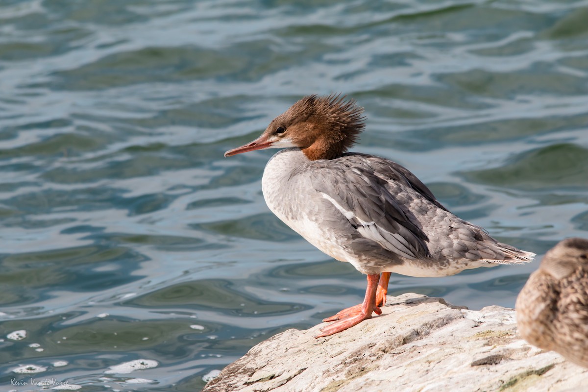 Common Merganser - ML130845731