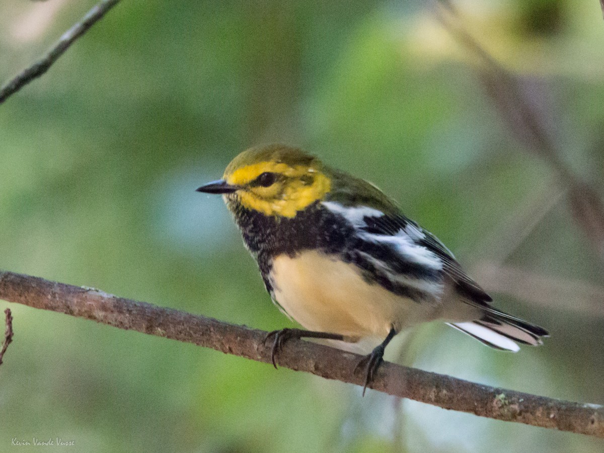 Black-throated Green Warbler - ML130845861