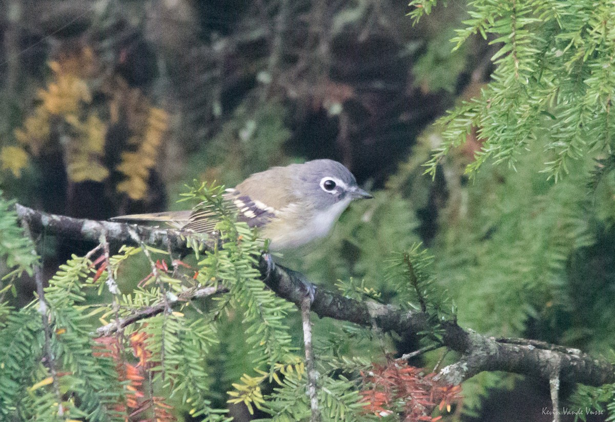 Blue-headed Vireo - ML130845871