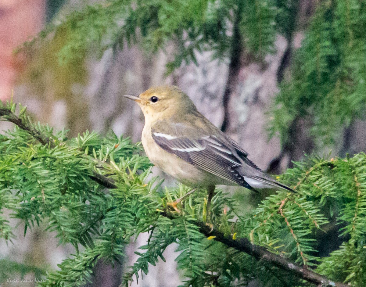 Blackpoll Warbler - ML130845881