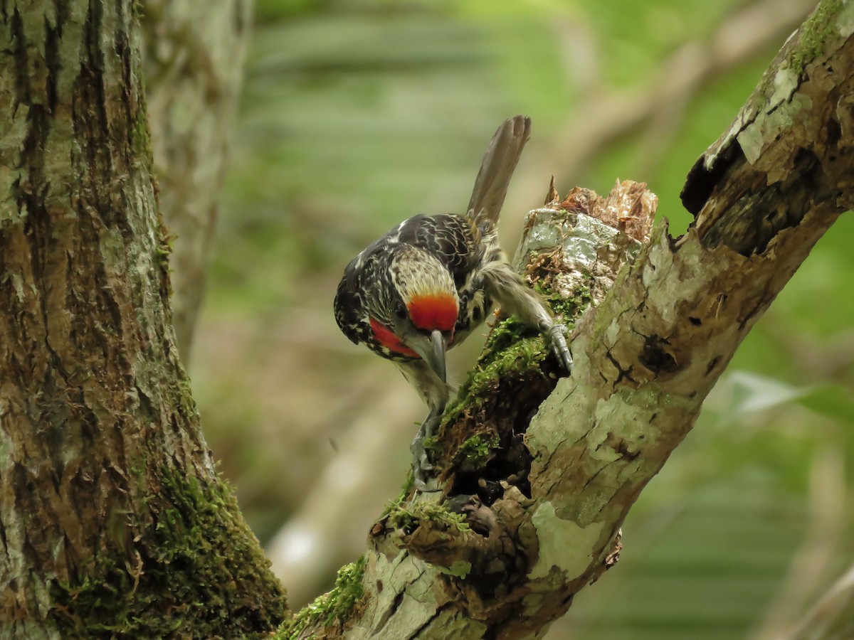 Black-spotted Barbet - ML130846231