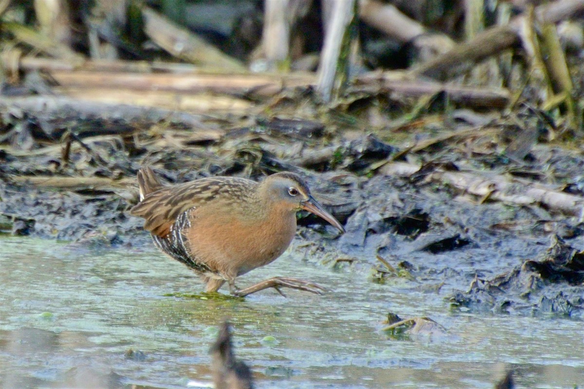 Virginia Rail - George Gibbs