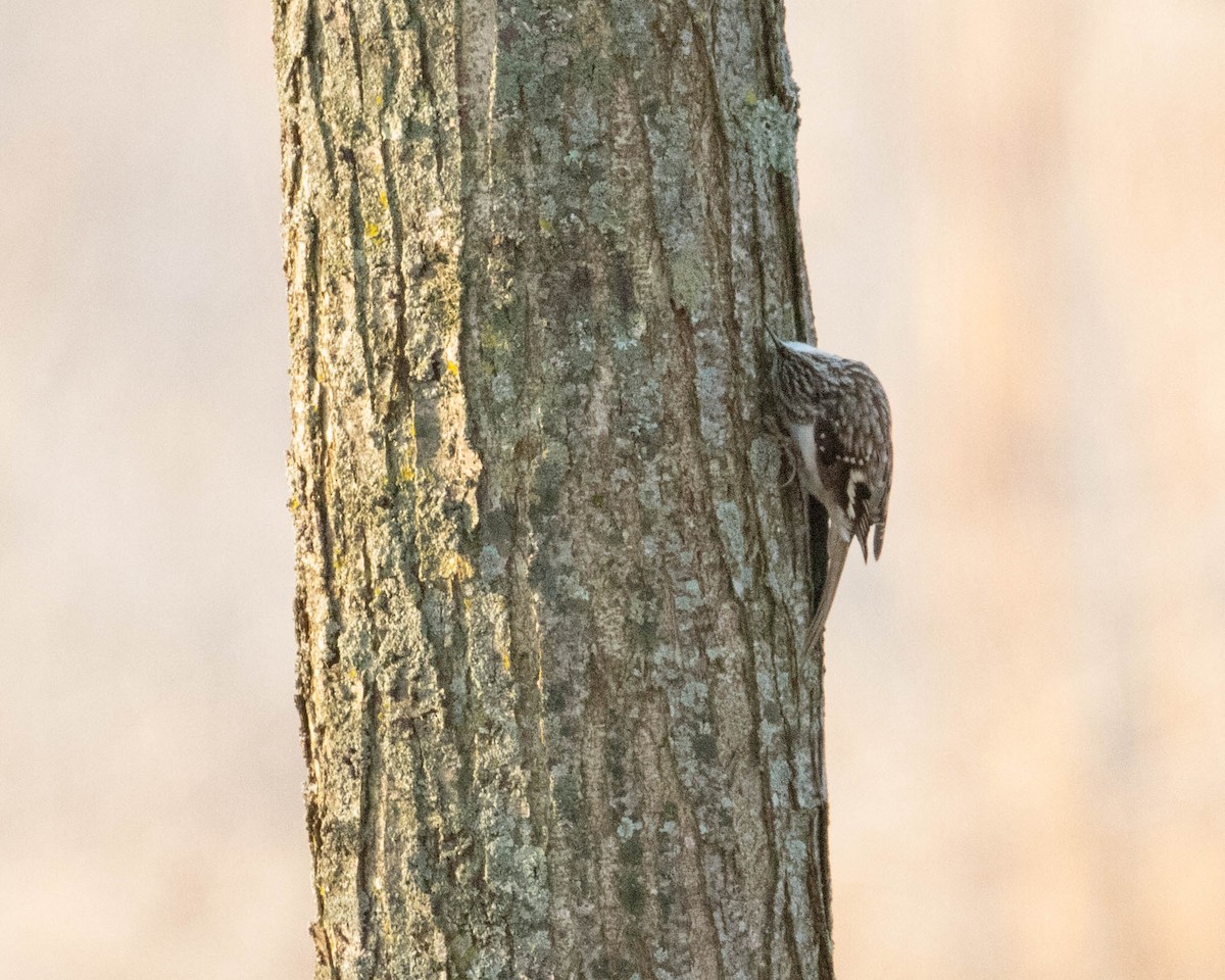 Brown Creeper - John Mann