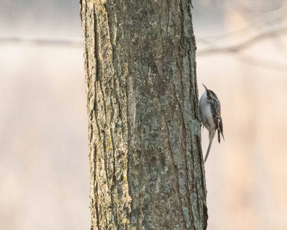 Brown Creeper - ML130849251