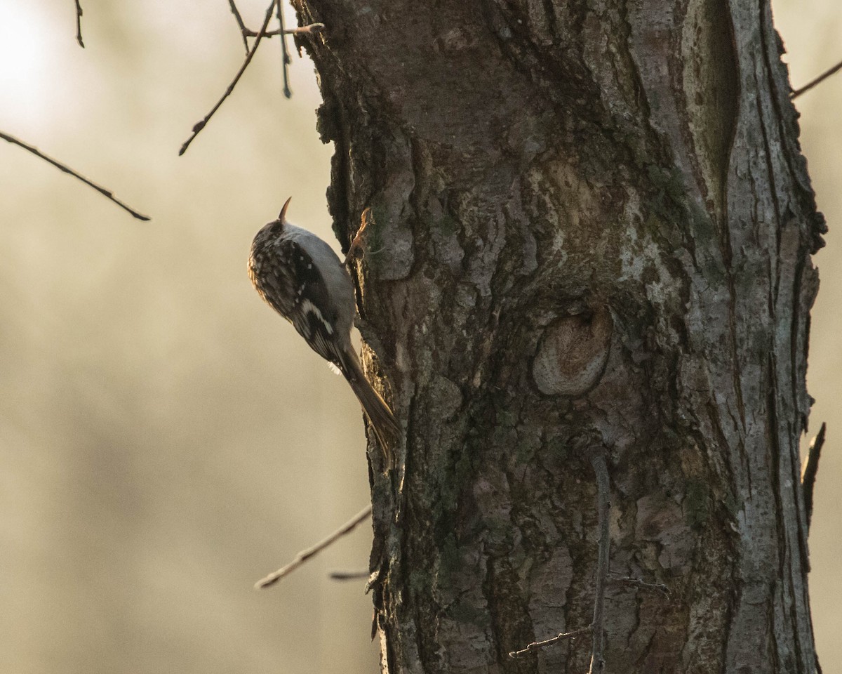 Brown Creeper - ML130849261