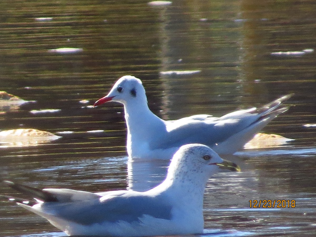 Black-headed Gull - ML130849421