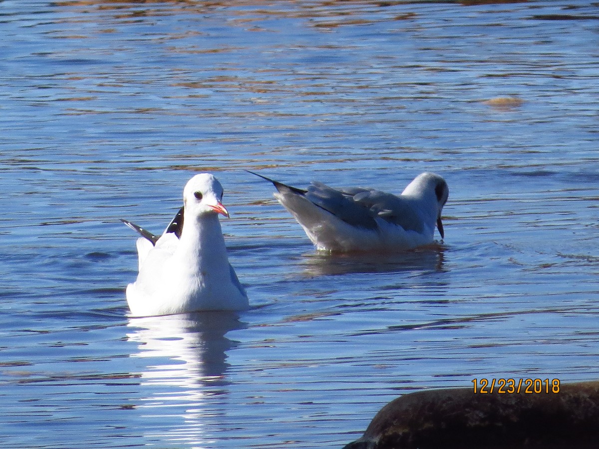 Black-headed Gull - ML130849441