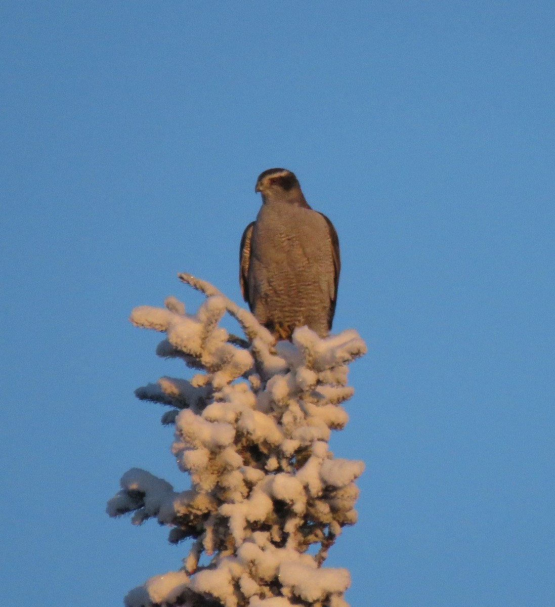 American Goshawk - Gerald Frost