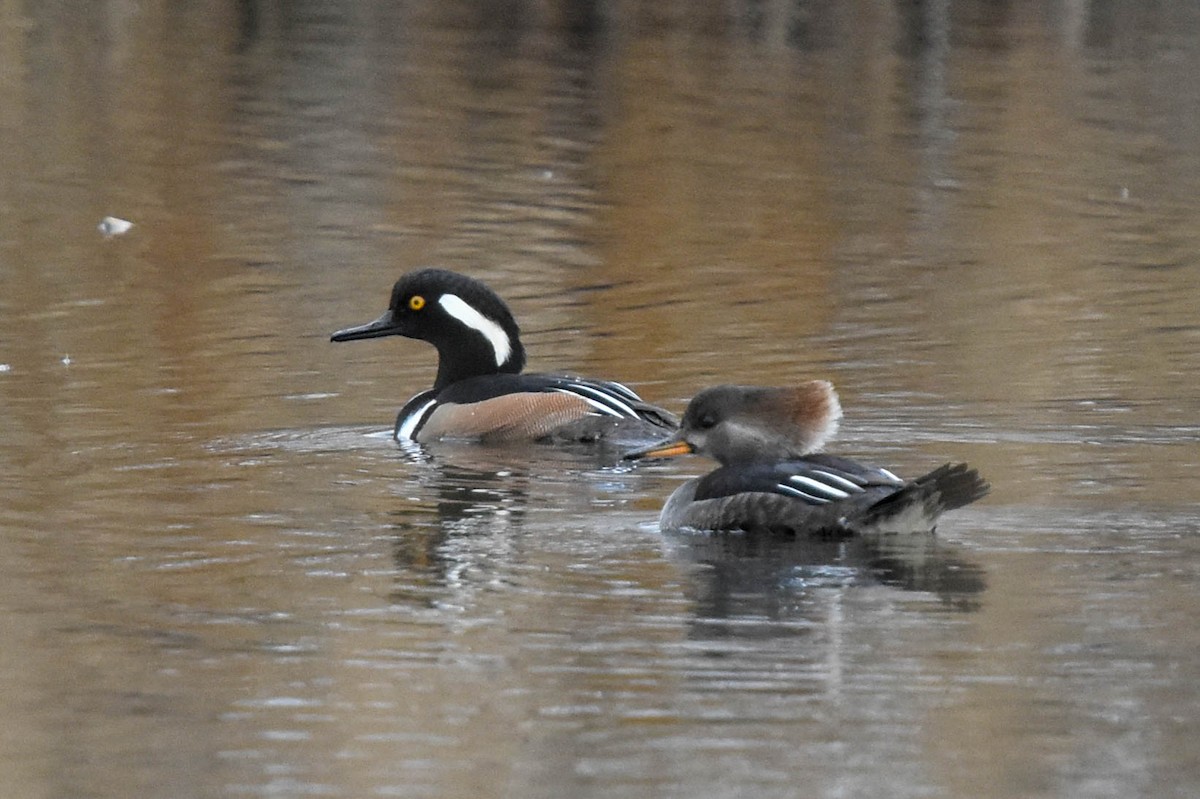 Hooded Merganser - ML130854121