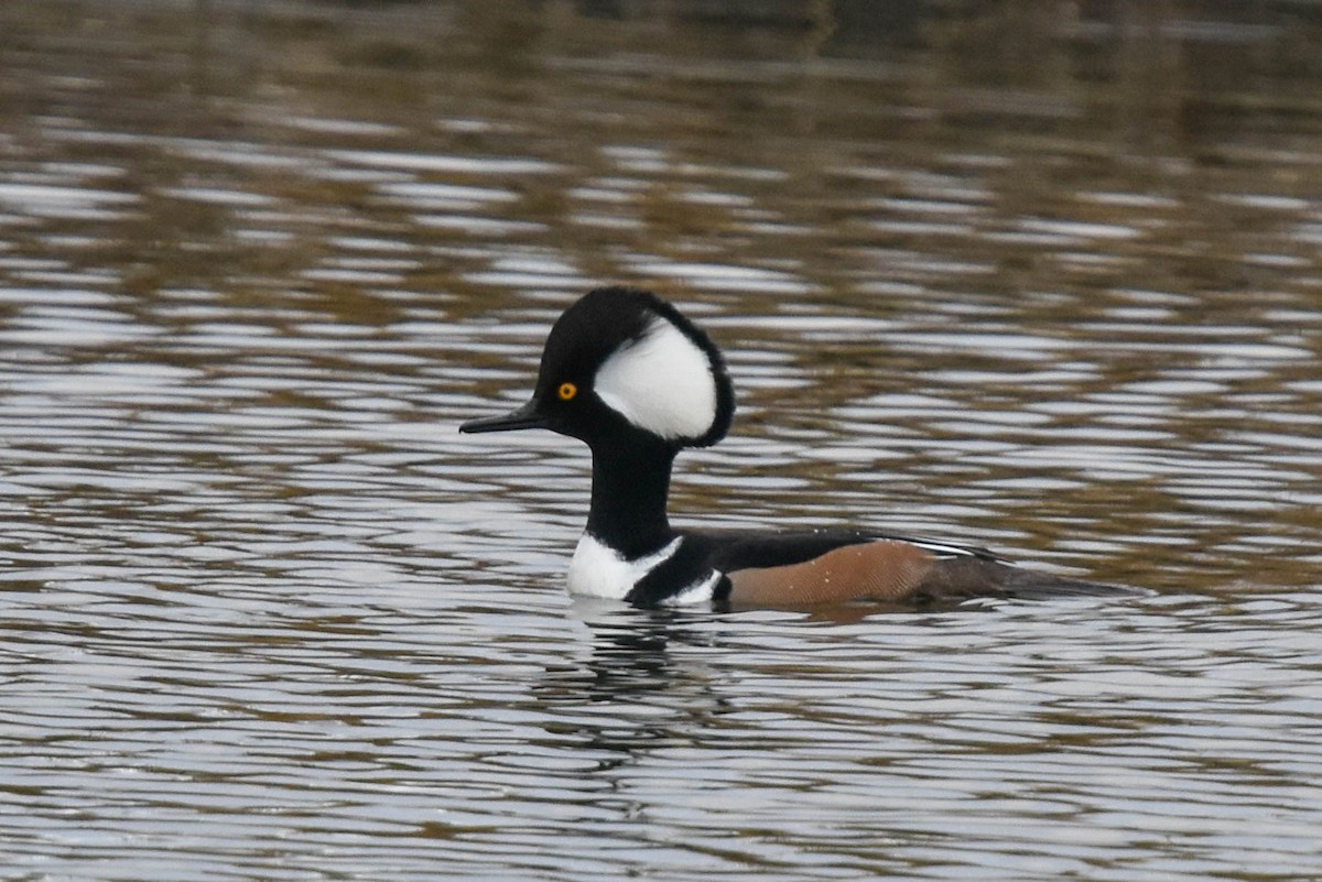 Hooded Merganser - ML130854141