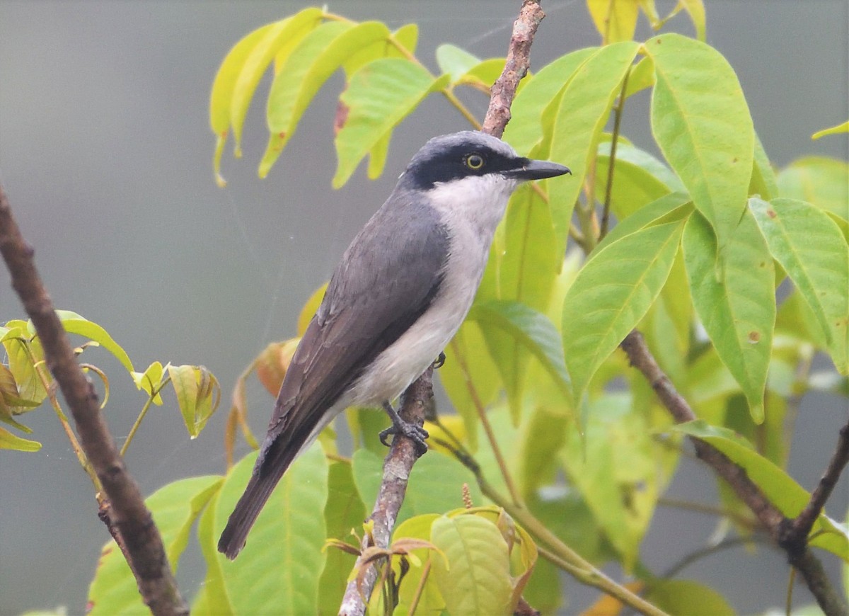 Malabar Woodshrike - VIJAY S