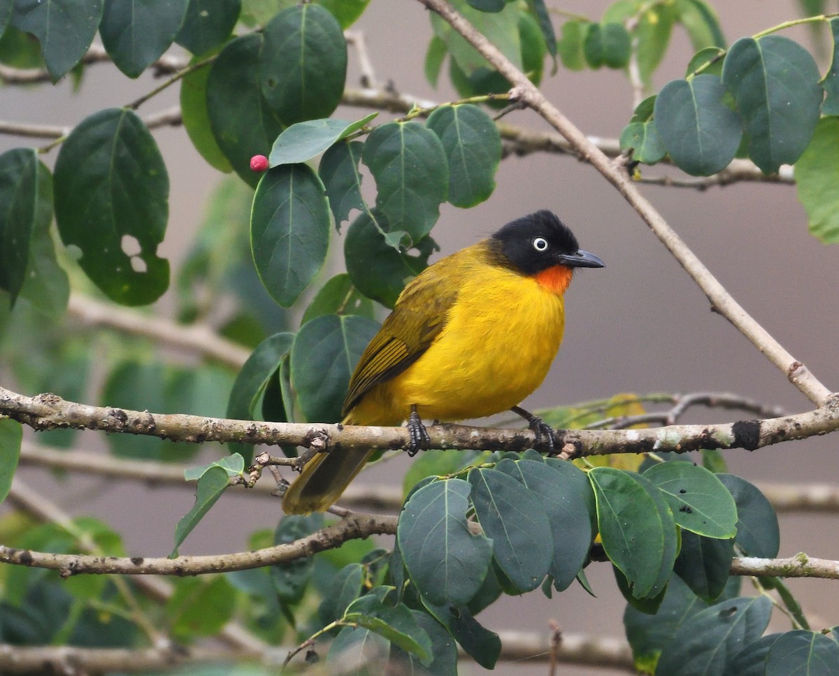 Bulbul Gorjinaranja - ML130855401