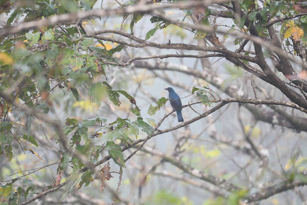 Verditer Flycatcher - ML130855771