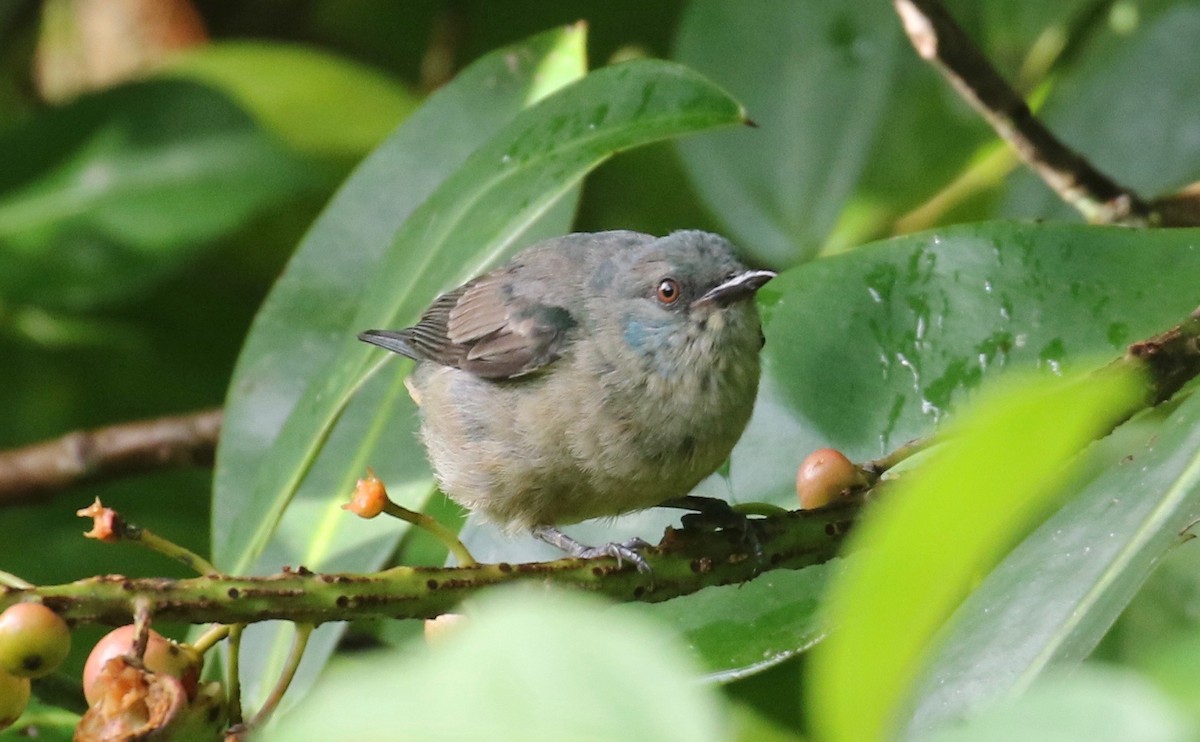 Scarlet-thighed Dacnis - Laurens Halsey
