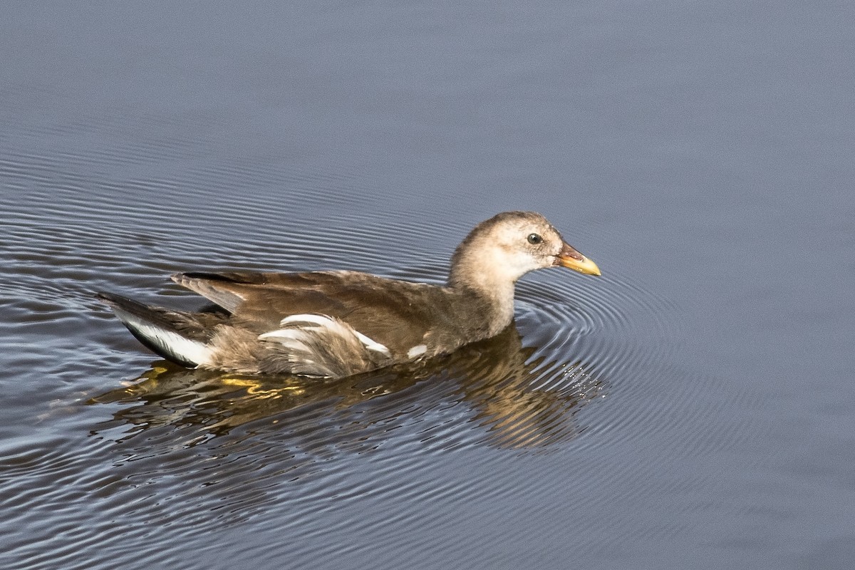 Eurasian Moorhen - David Hird