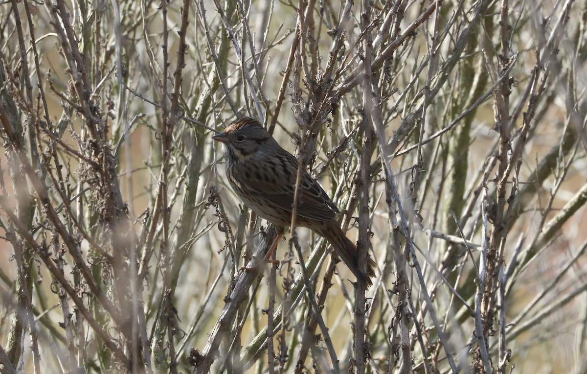 Lincoln's Sparrow - ML130857651
