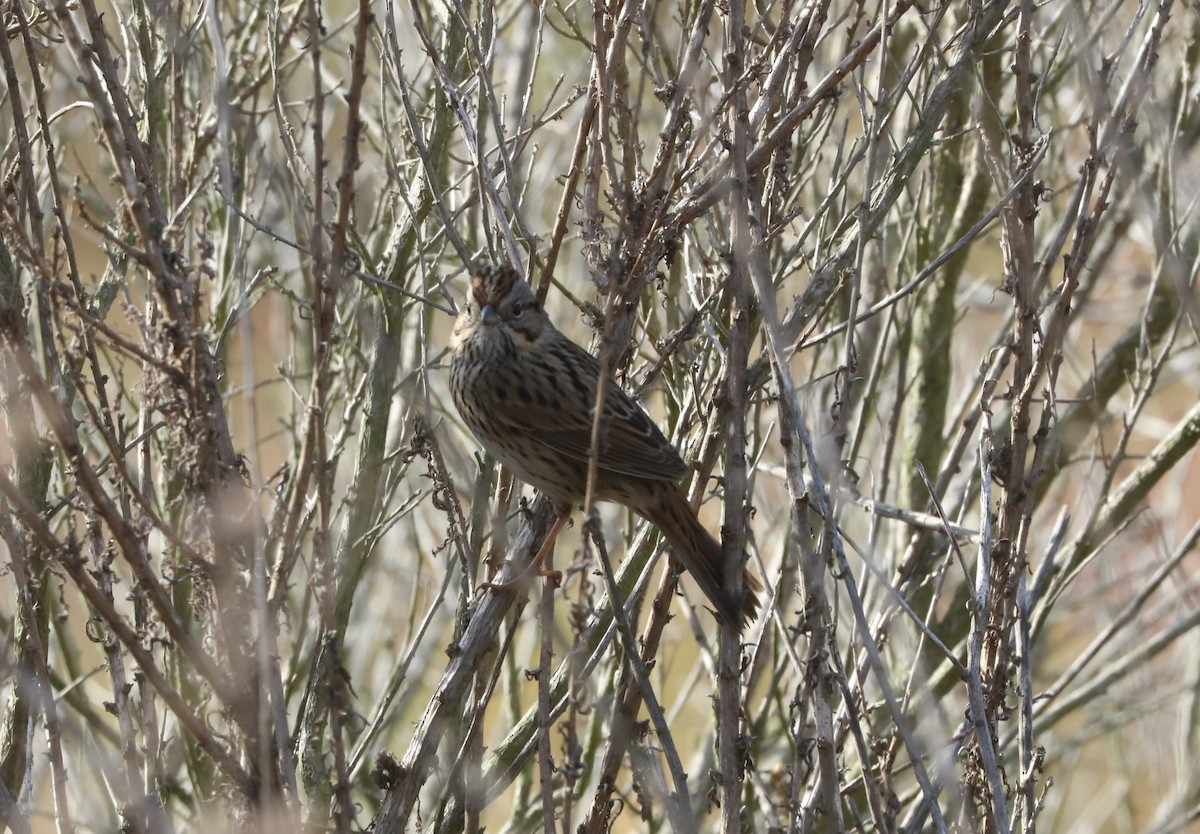 Lincoln's Sparrow - ML130857661