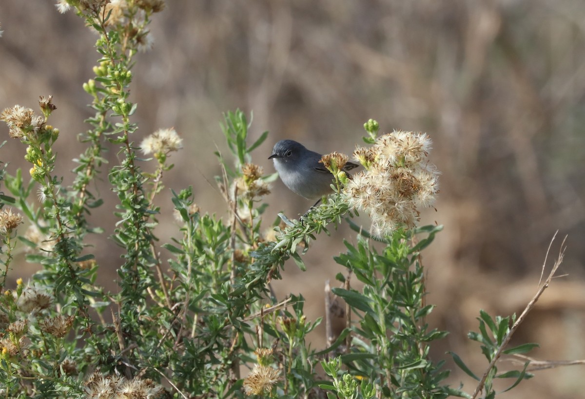 Blue-gray Gnatcatcher - ML130857971