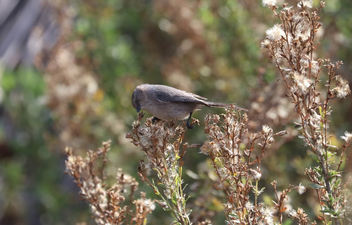 Bushtit - ML130857981