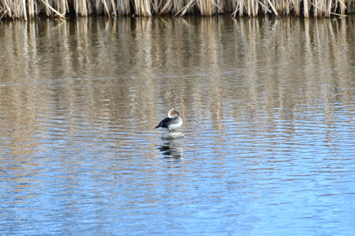 Hooded Merganser - ML130859511