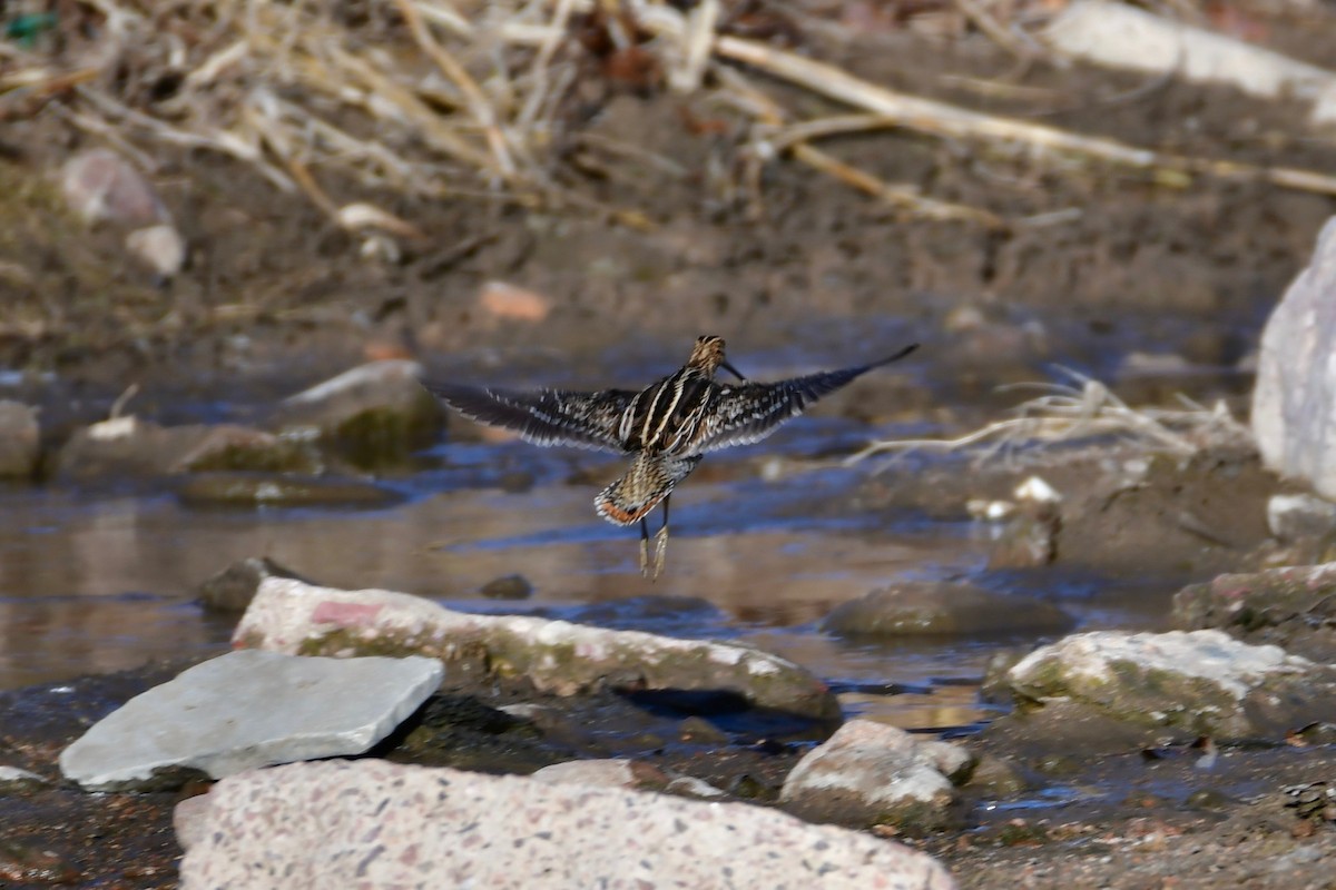 Wilson's Snipe - ML130860541