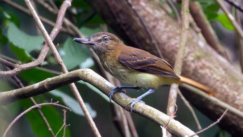 Bright-rumped Attila - ML130861211